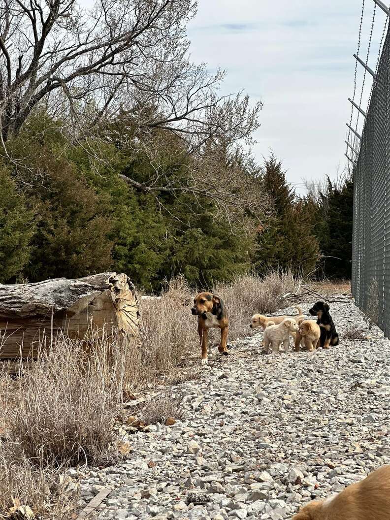 dog walking near puppies 