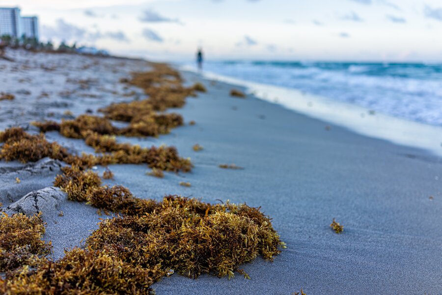 A Massive Seaweed Bloom Is Now Headed for Florida's Beaches - Thrillist