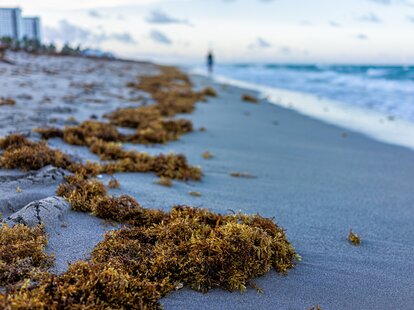 Clumps of seaweed washed ashore on the beach of Florida.