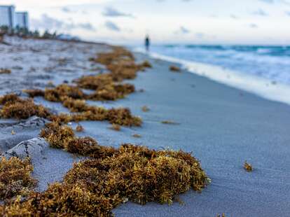 Clumps of seaweed washed ashore on the beach of Florida. 