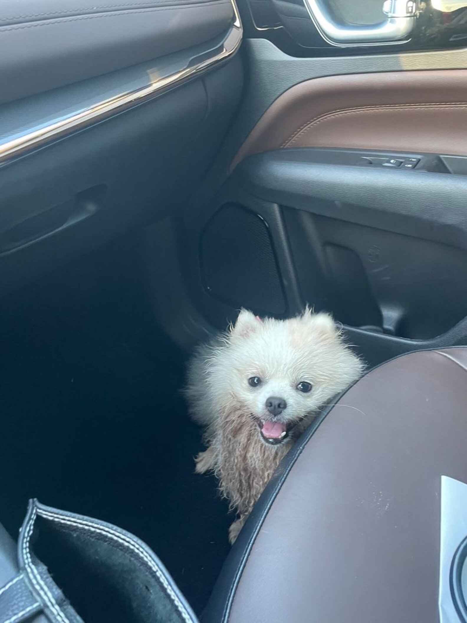 Mom Looks On In Shock As Her NewlyGroomed Pup Finds A Big, Muddy Puddle The Dodo
