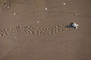 small turtle moving across the sand