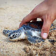 Hand releasing sea turtle on beach