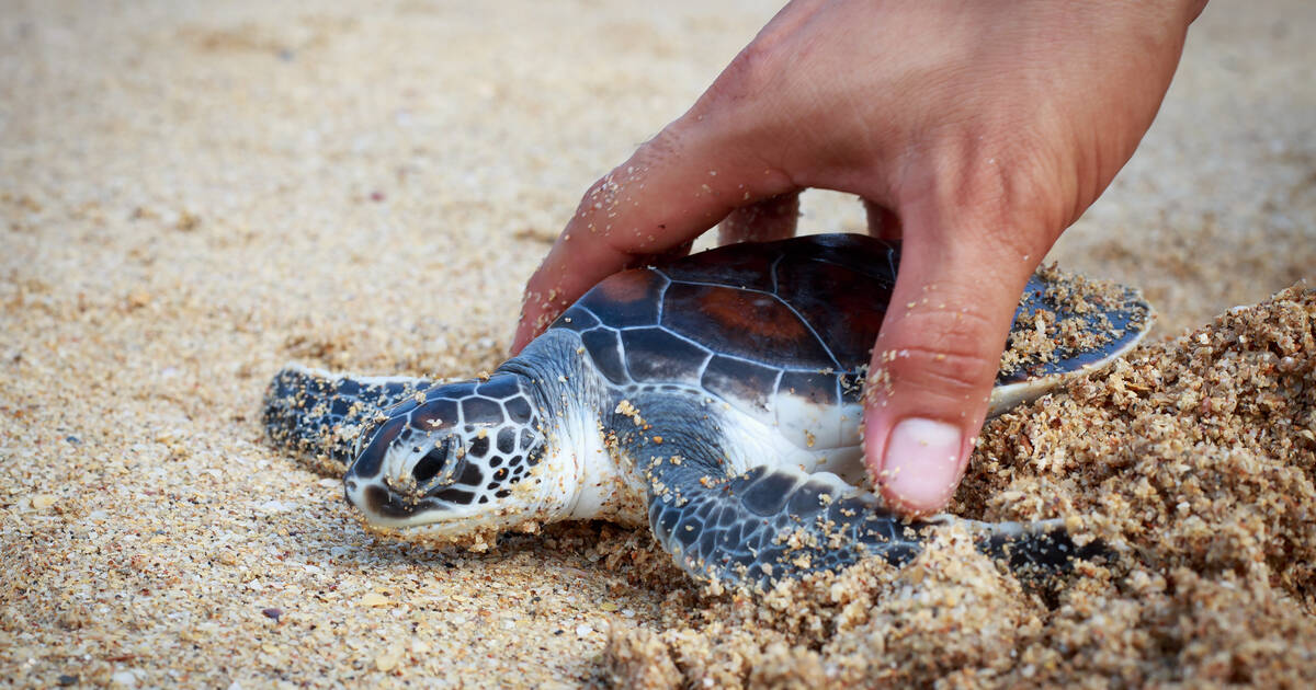 coral reef baby turtles