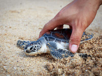 Hand releasing sea turtle on beach