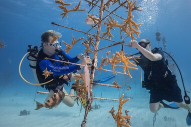 Two men perform maintenance on coral tree