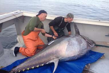 Two men tagging a giant bluefish tuna on a boat