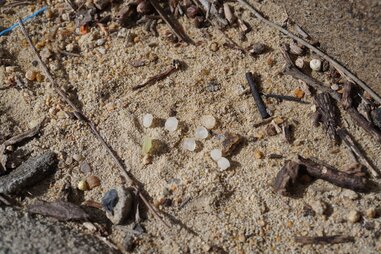 nurdles and other debris on a beach