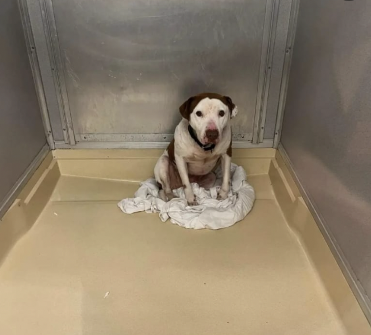Shelter Dog Has The Sweetest Reaction To Finally Being