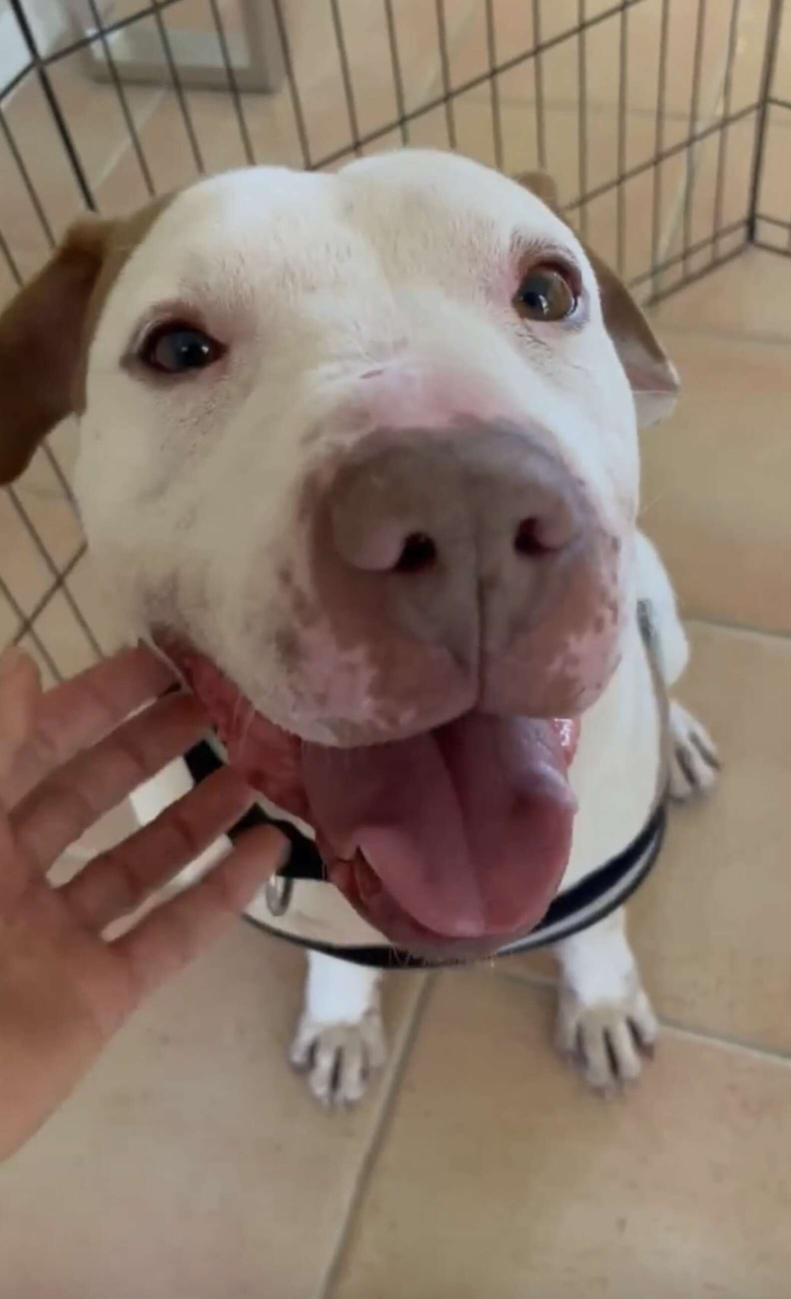 'Forgotten' Shelter Dog Has The Sweetest Reaction To Finally Being ...