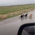 Band Of Lost Puppies Run Down Road Looking For Help