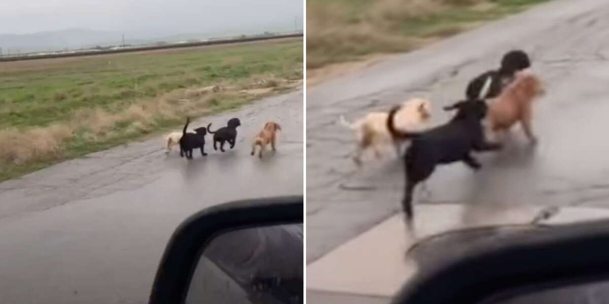 Band Of Lost Puppies Run Down Road Looking For Help - The Dodo