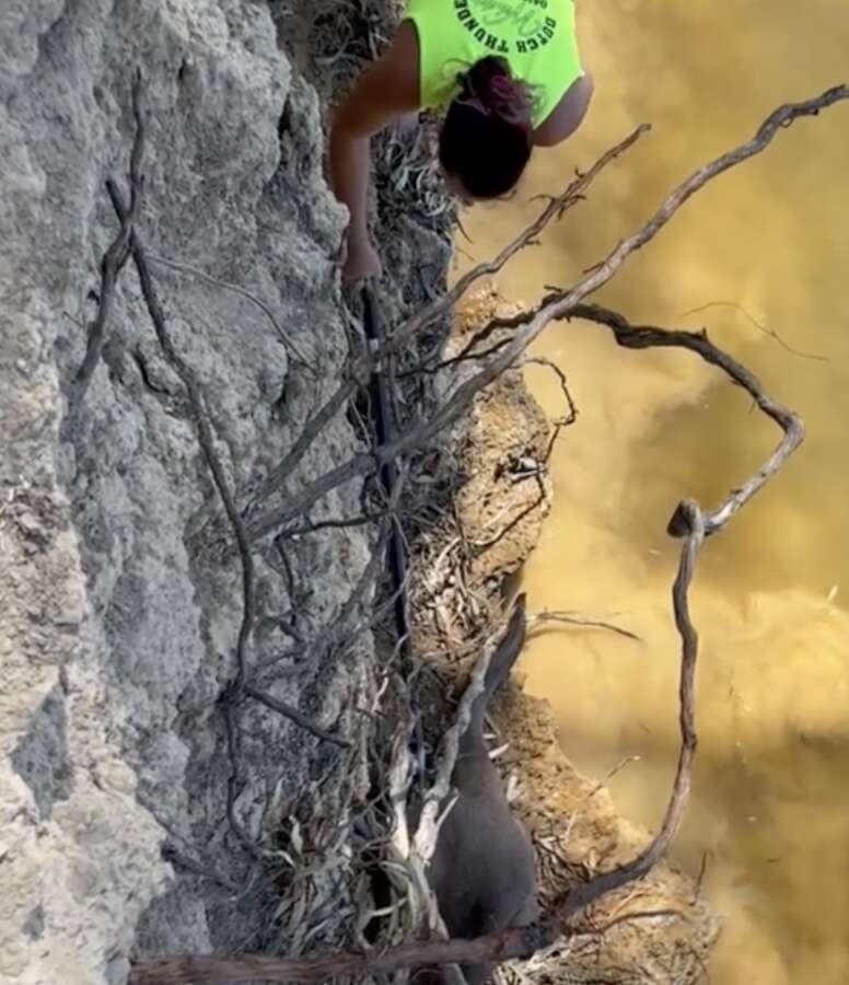 woman helping kangaroo