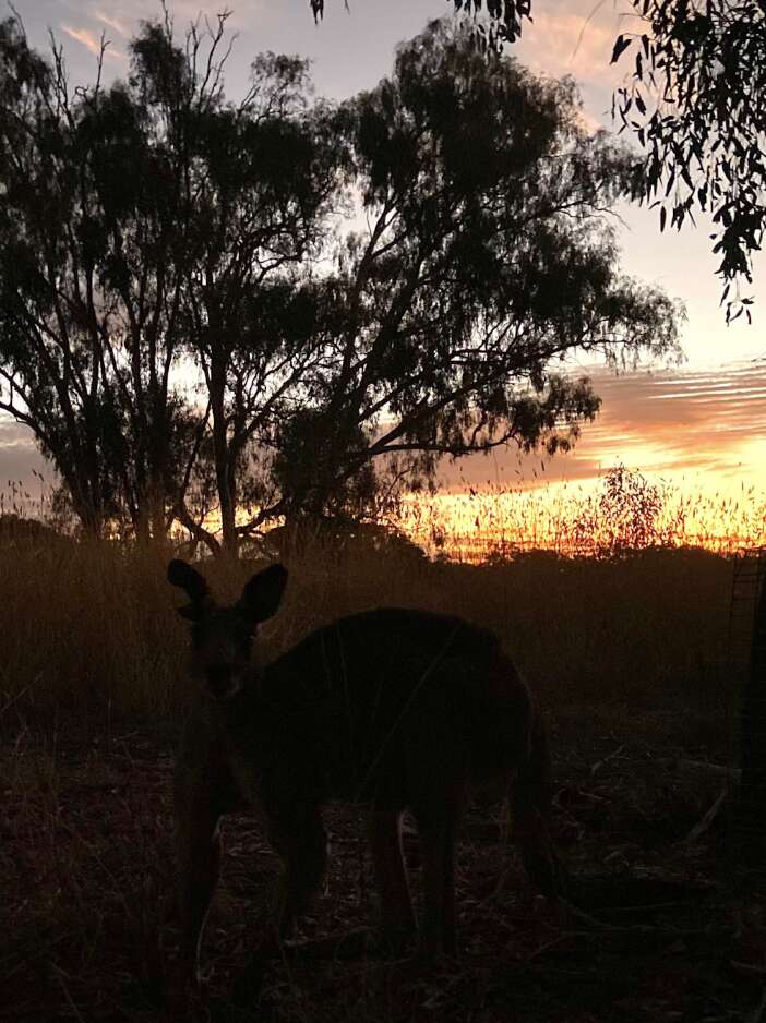 kangaroo near the sunset