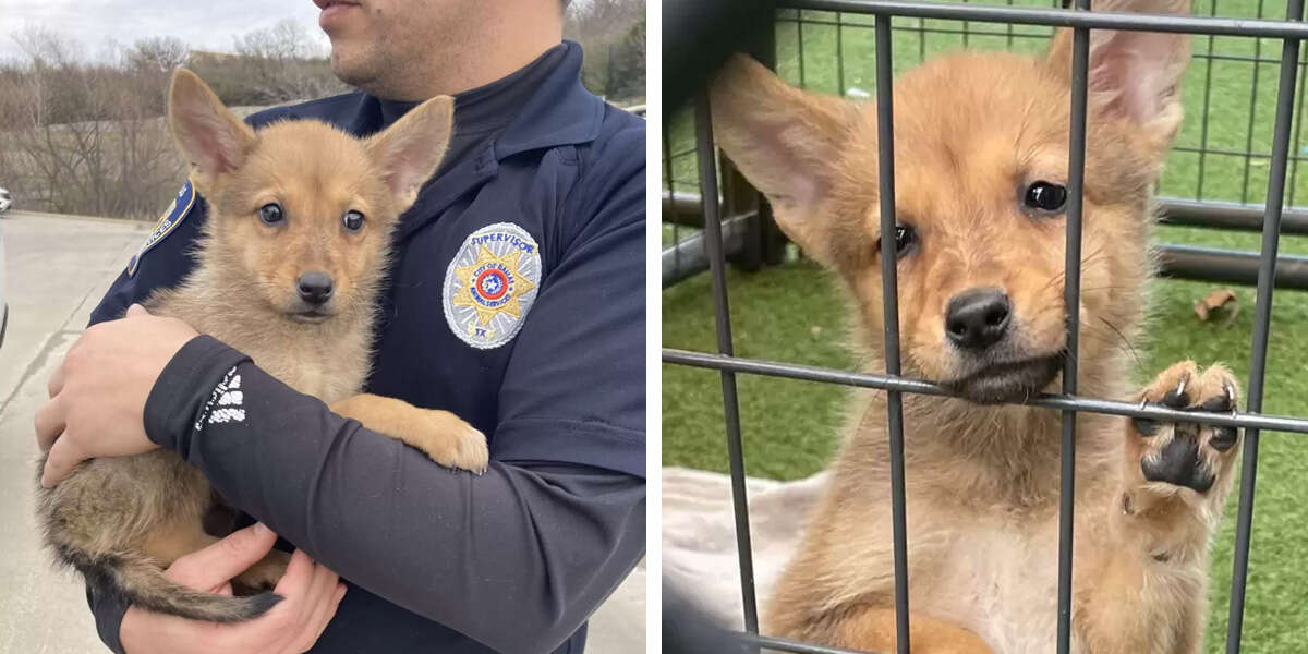 DNA Test Reveals The True Identity Of 'Mystery Animal' Rescued By