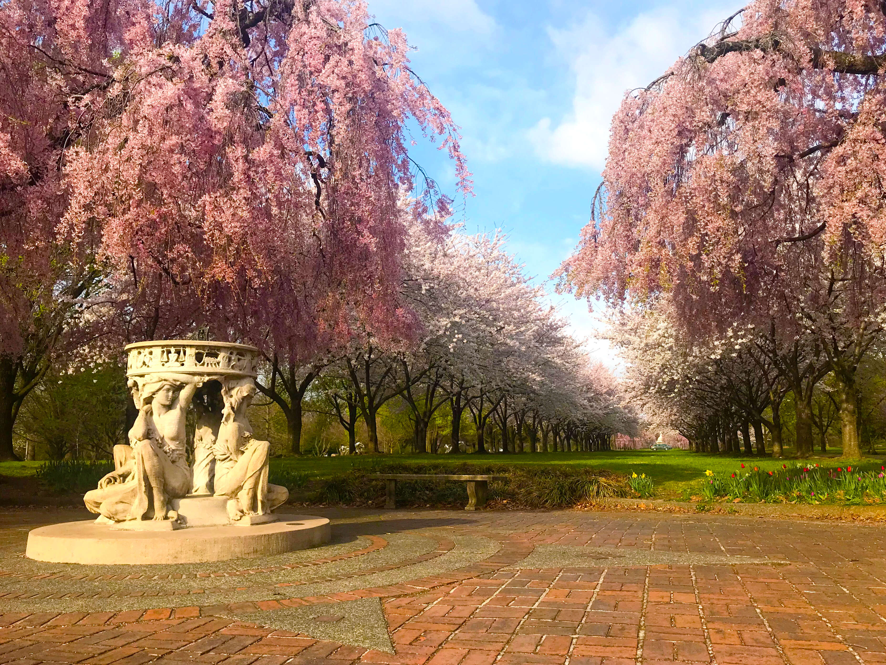 Cherry Blossoms Fairmount Park Philadelphia