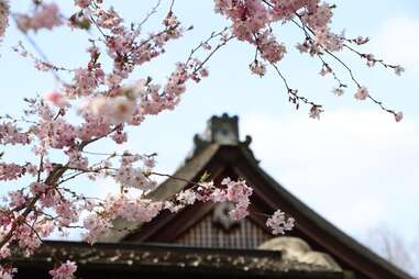 A Guide to the 2024 Philadelphia Cherry Blossom Festival