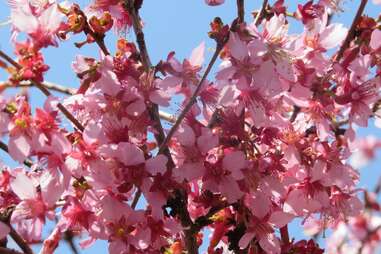 Morris Arboretum