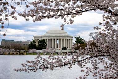 How to See the Cherry Blossoms in Washington DC – Sightseeing Señorita