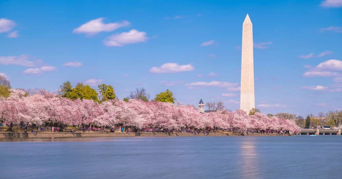 It's Cherry Blossom Time in Washington, DC - One Road at a Time