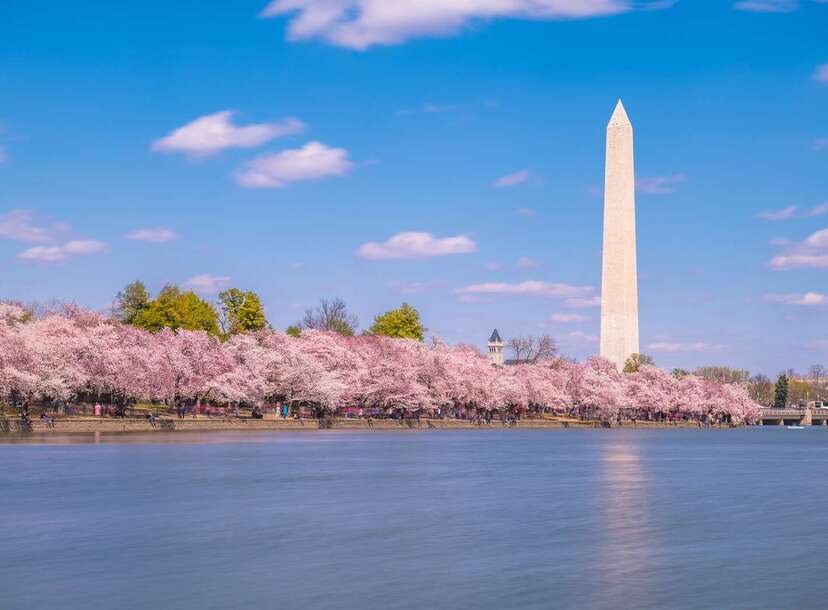 Cherry Blossoms of Washington DC - All You Need To Know About DC's Cherry  Trees 