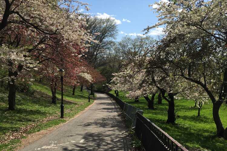 Riverside Park - Cherry Walk