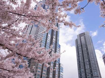 ⁴ᴷ NYC Cherry Blossoms 2022 🌸 Hunter's Point South Park Cherry