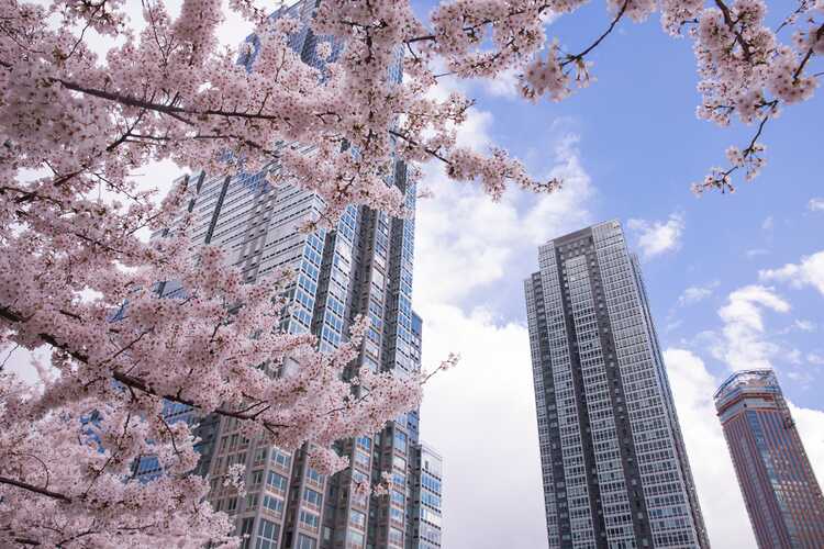 This Park Near NYC Has More Cherry Blossom Trees Than Washington, D.C. —  How to Visit