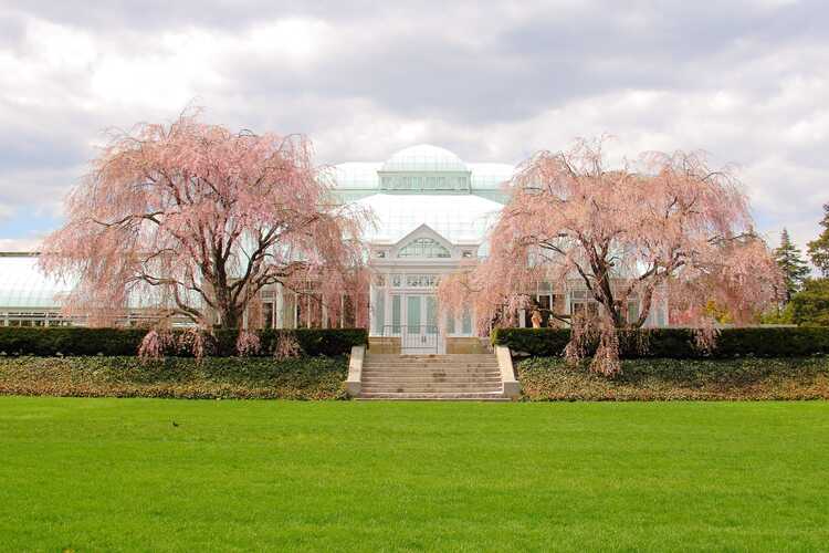 Where to Find Cherry Blossoms in New York State