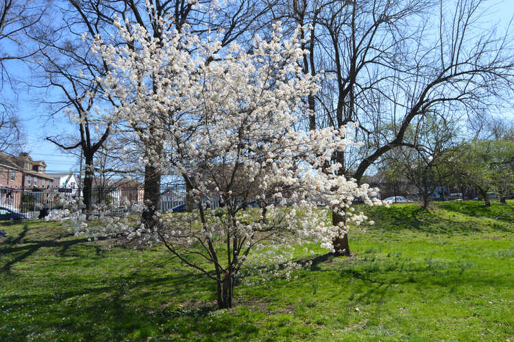 Queens Botanical Garden