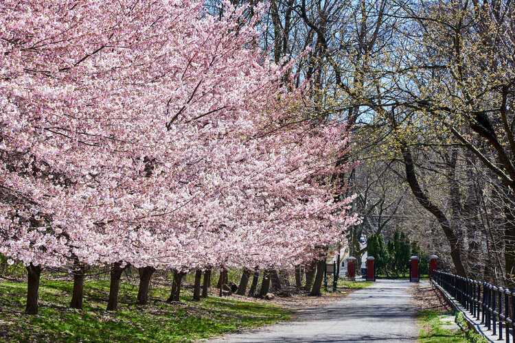 Botanic Gardens and Other Places to See Cherry Blossoms in NYC