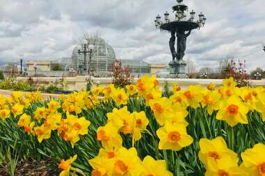 a botanical garden fountain and conservatory with daffodils in the foreground