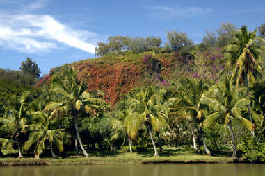 palm trees and bougainvillea by the water