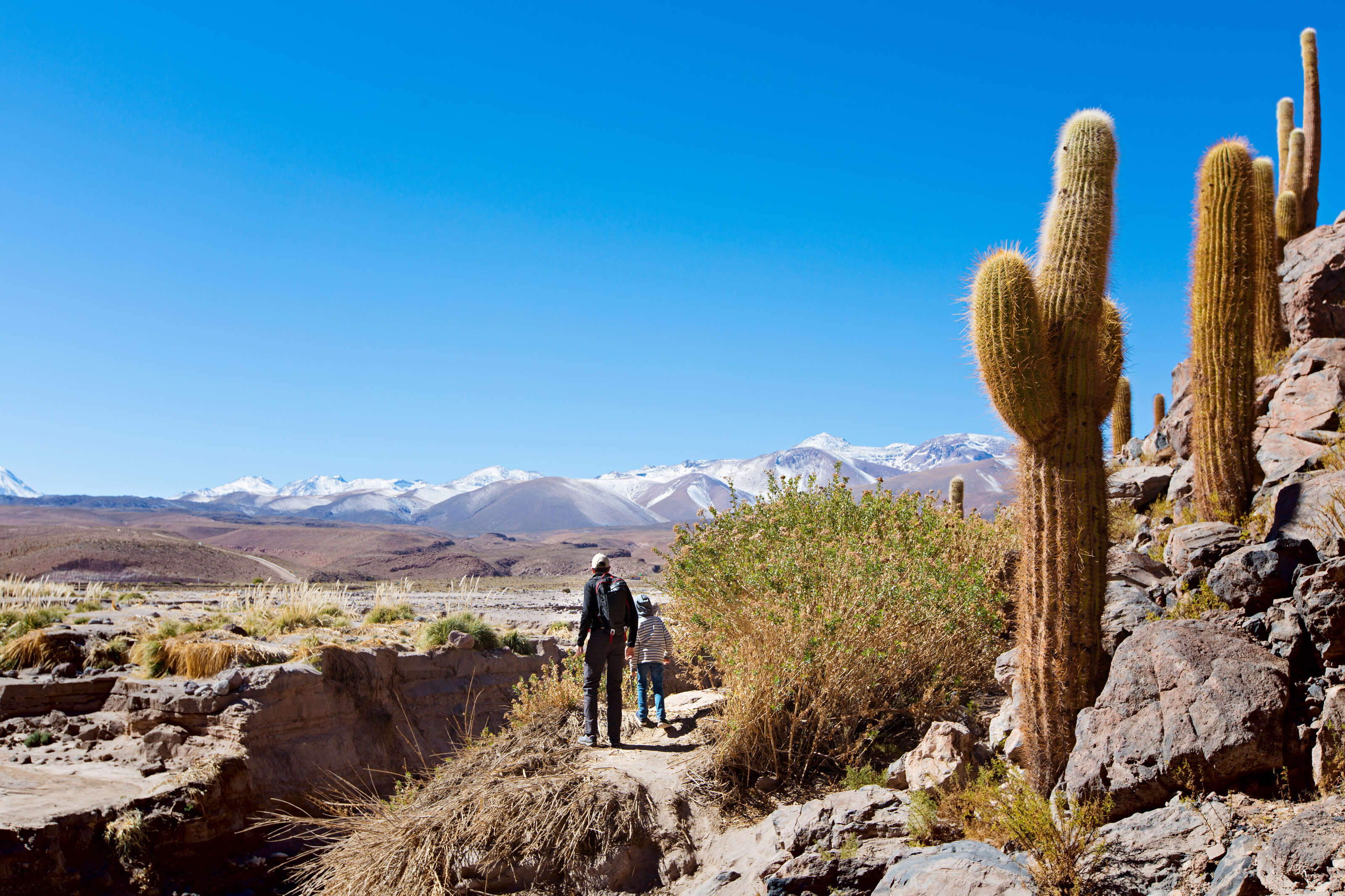 cacti in the atacama desert