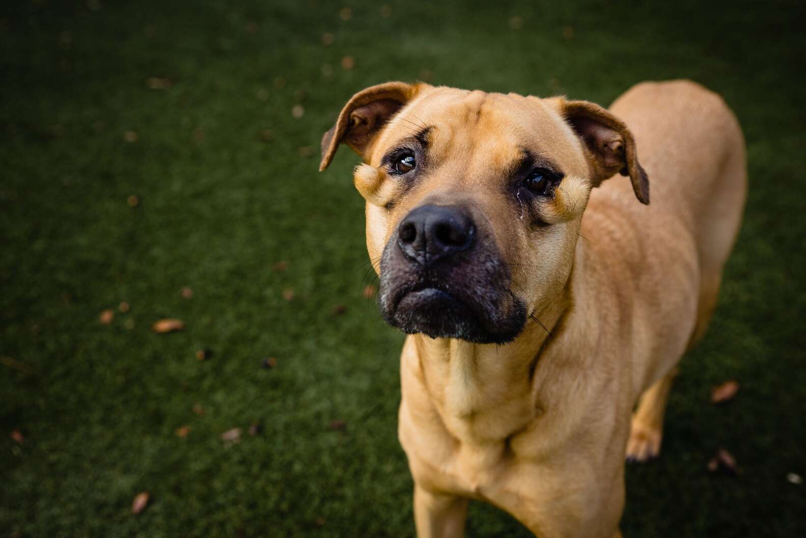 ‘Ugly’ Shelter Dog Doesn't Understand Why She’s Constantly Being Passed ...