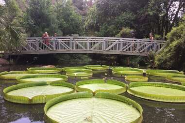 people on a bridge looking at lily pads in a pond