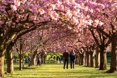 people admiring cherry blossoms