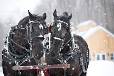 horses hitched to a carriage in the snow