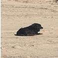 Lost Dog Waits On The Beach For His Family To Find Him