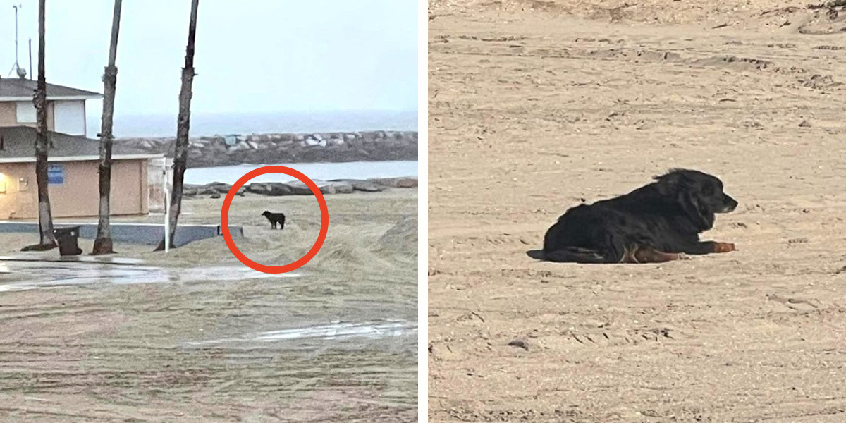 Lost Dog Waits On The Beach For His Family To Find Him