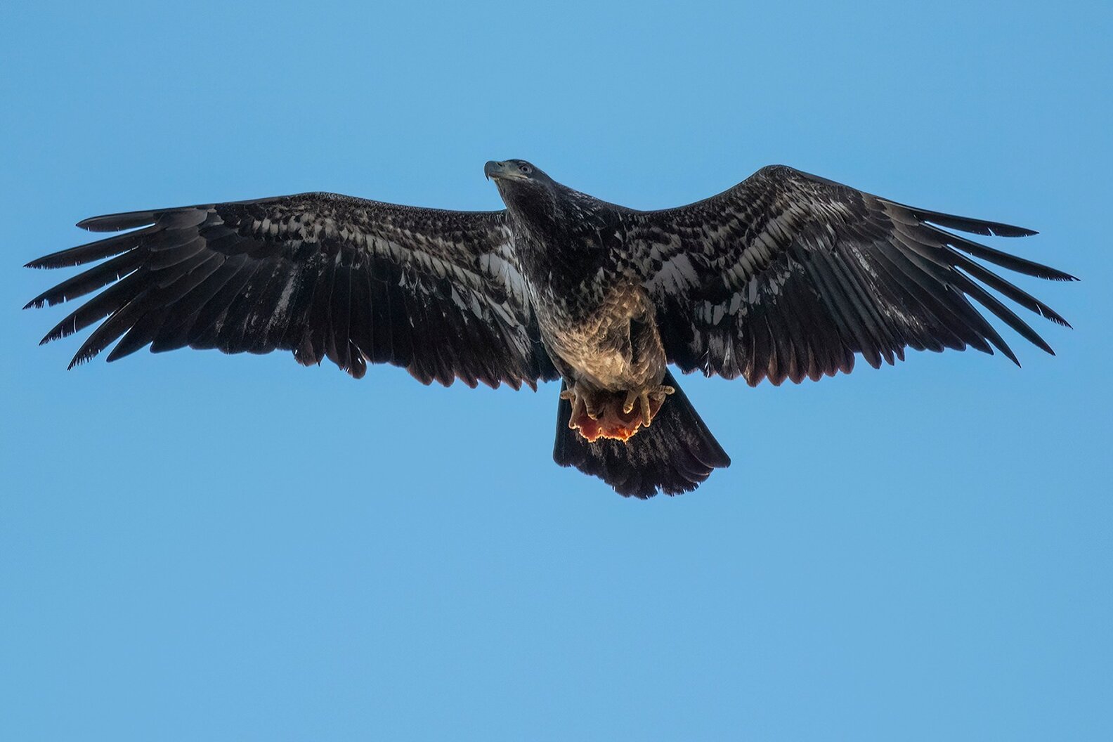 Guy Snaps Photos Of A Bald Eagle — Then Notices What’s In Her Talons