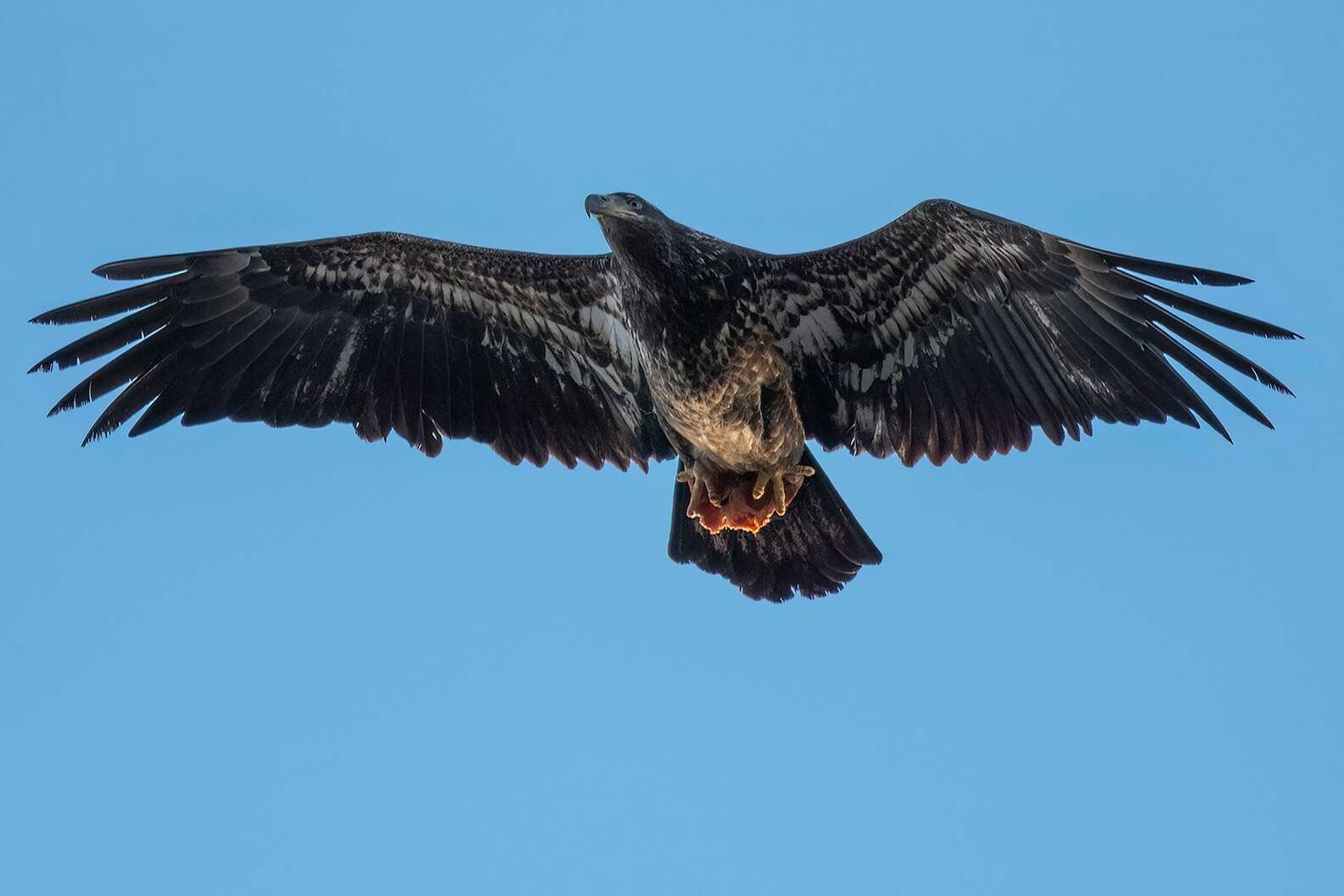 Guy Snaps Photos Of A Bald Eagle — Then Notices What’s In Her Talons ...