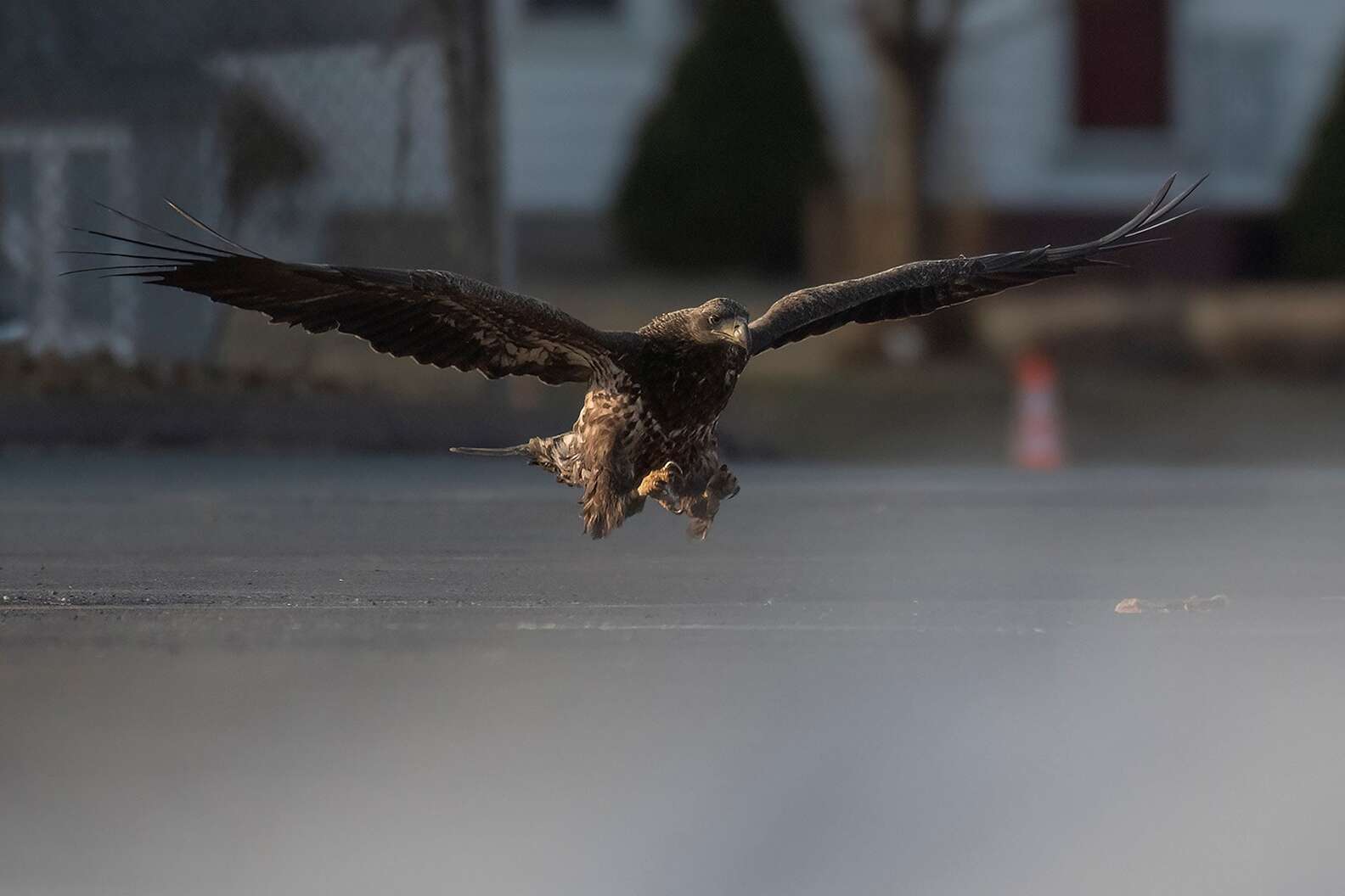 Guy Snaps Photos Of A Bald Eagle — Then Notices What’s In Her Talons ...