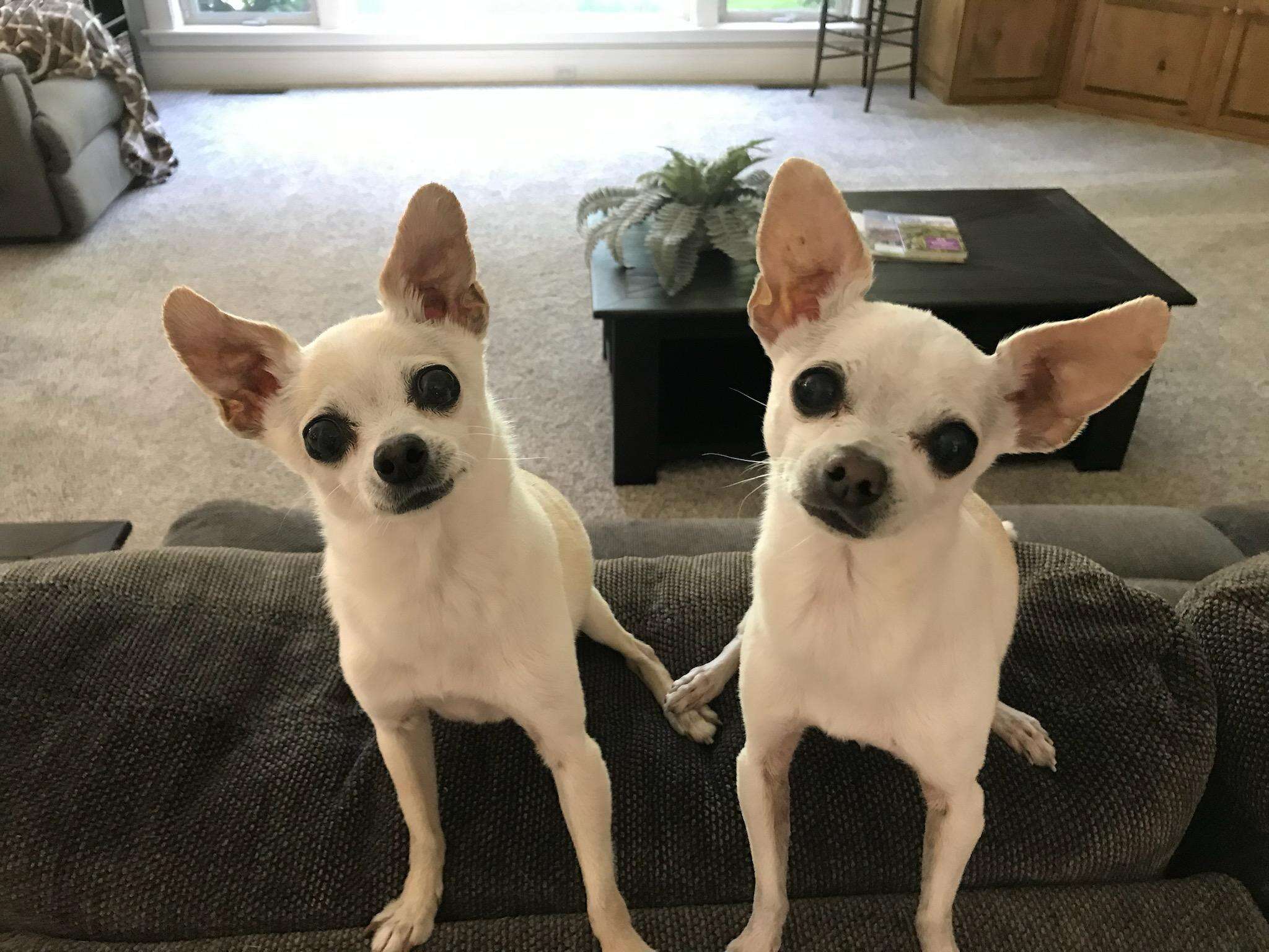 Chihuahua siblings