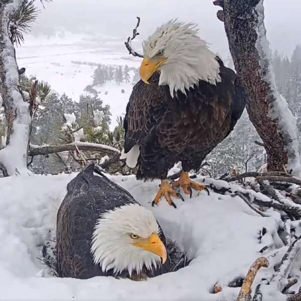 two eagles in nest