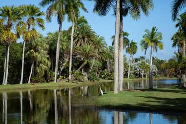 palm trees near a reservoir