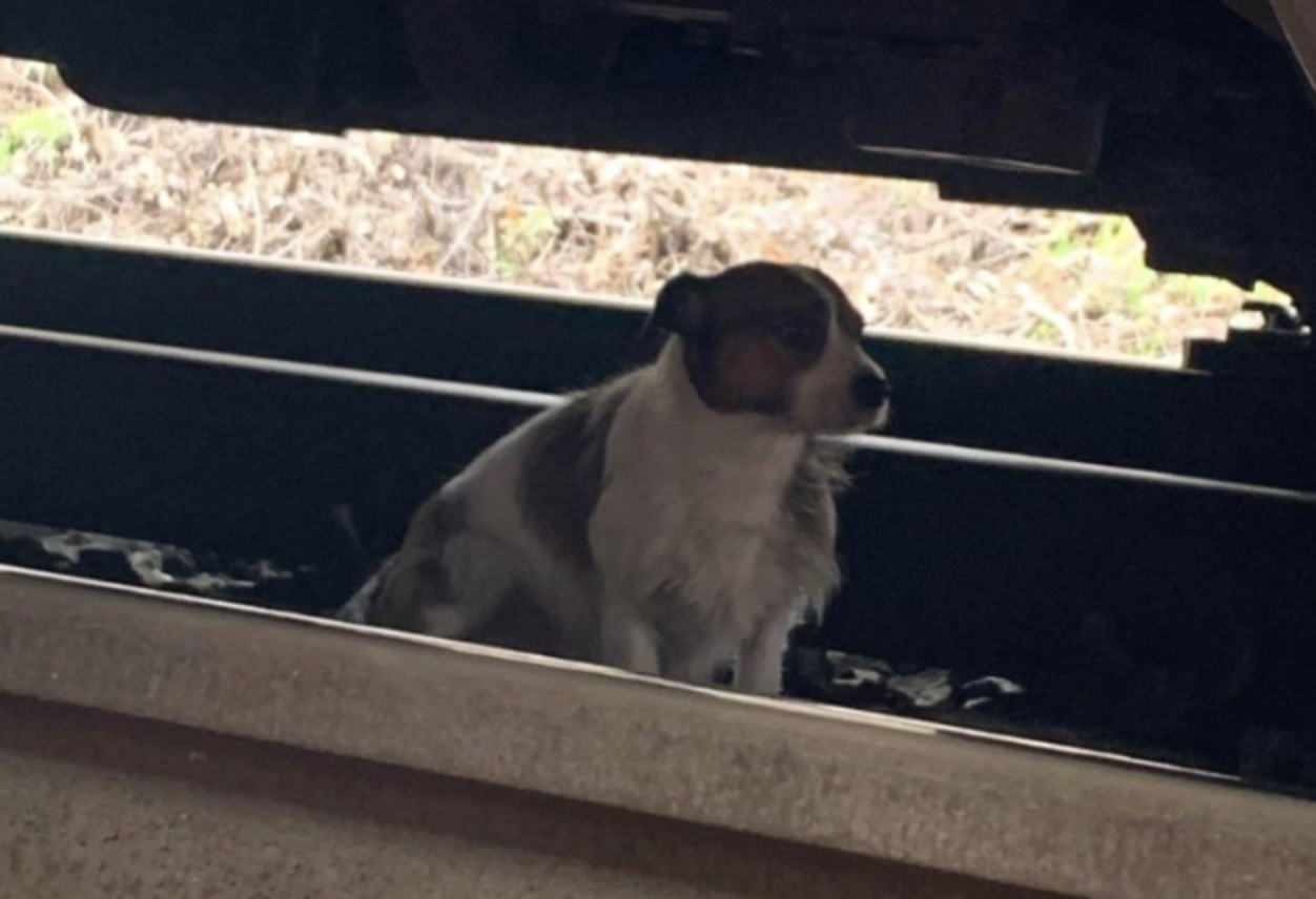 Conductors Stop Trains When They Realize Someone Small Is Hiding On ...