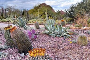 various cacti in a garden