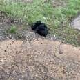 Bus Driver Spots A Fluffy Pile On Road — Then Realizes It’s Moving
