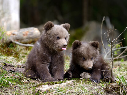 Wild brown bear cubs shown in close-up